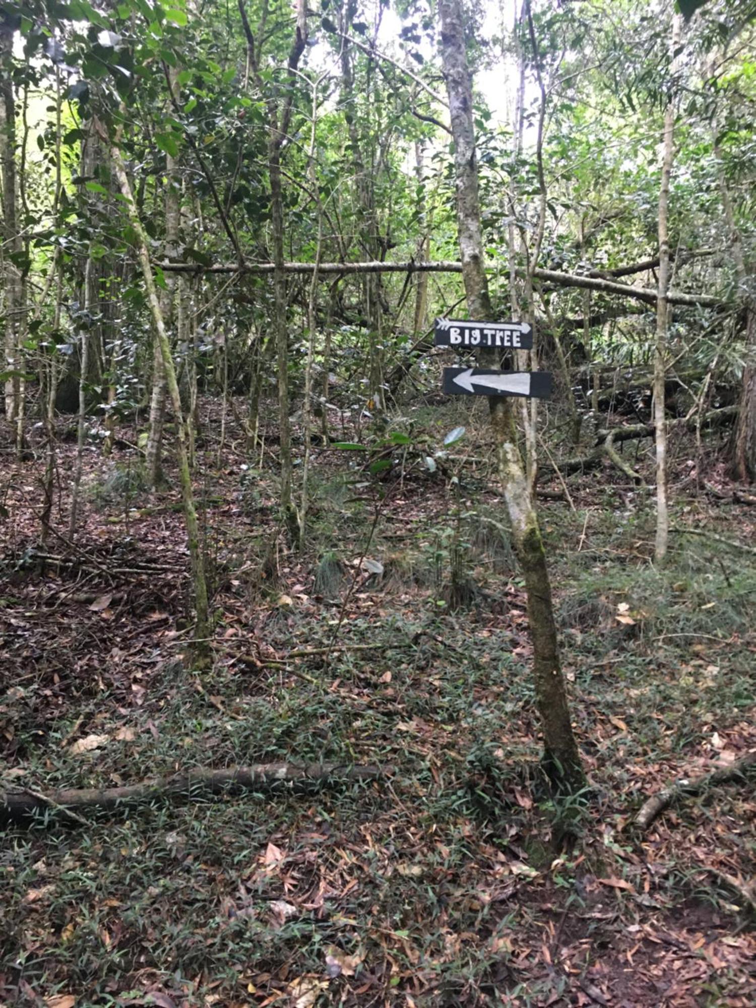 Pura Vida Forest Cabin Witelsbos Екстериор снимка